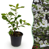 Green boutiQ - Tuinplant - Cornus Florida - Bloem Wit-Roze - 1 Plant - Bladverliezend - Weinig Onderhoud - Pot 12cm Hoogte 35cm