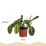 Green boutiQ - Kamerplant - Chlorophytum - Maranta - Calissia - Nephrolepsis - Mix van 4 - Huisdiervriendelijke Planten - Groen - 4 Planten - met Mand - Pot 12cm - Hoogte 25cm
