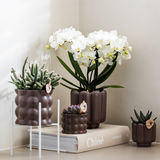 Kolibri Orchids | Witte phalaenopsis orchidee potmaat Ø9cm | Zürich | bloeiende kamerplant - vers van de kweker