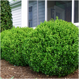 12 x 6-Pack Buxus NewGen Freedom – Winterharde Groenblijvende Struiken 72 x Ø7 cm - ↕15 cm | Compacte Buxus