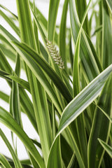 3x - Carex morrowii 'Ice Dance' - ↨30cm - Ø14