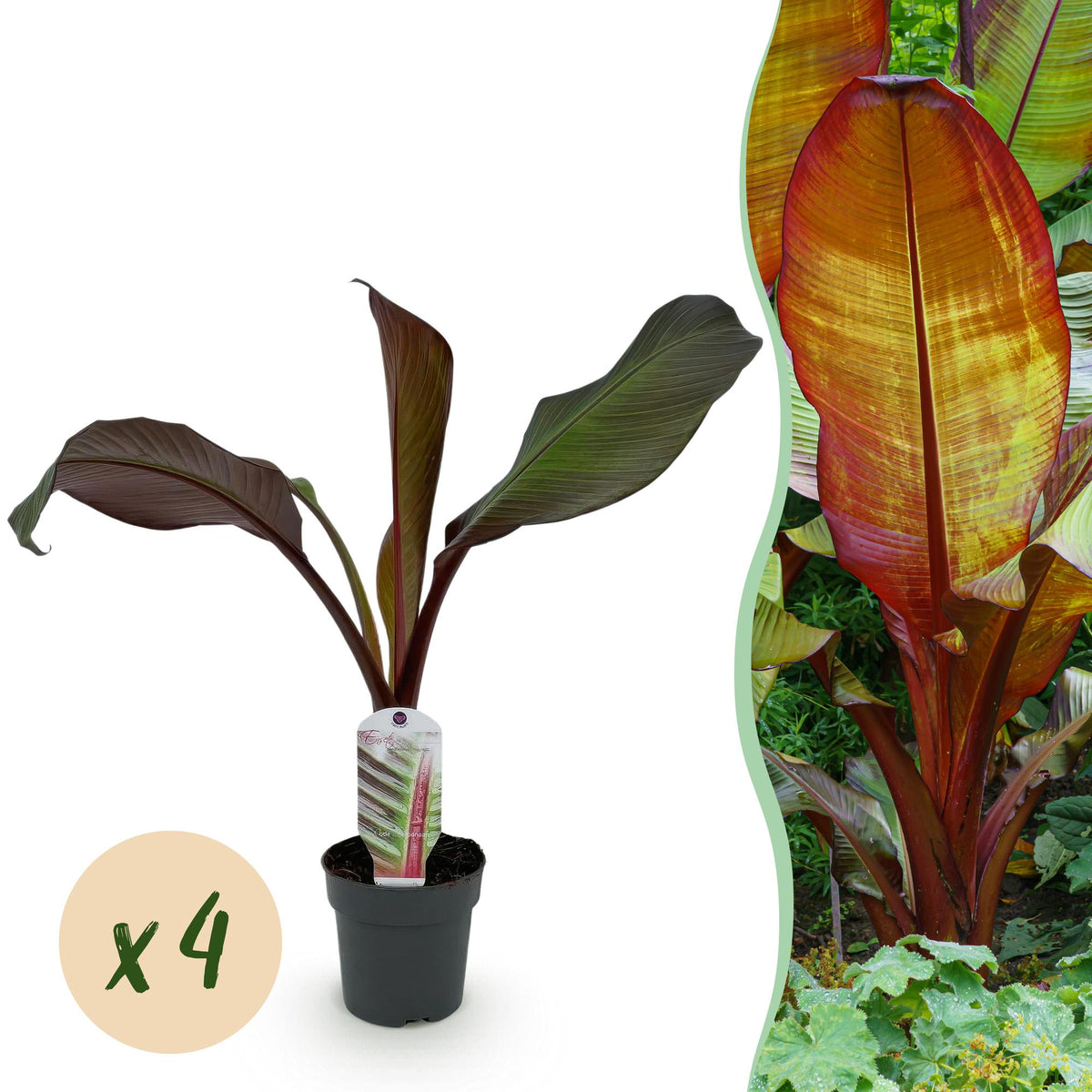 Green boutiQ - Fruitplant - Bananen plant - Ensete ventricosum Maurelli - Winterhard - 4 planten - Pot 12cm Hoogte 30cm