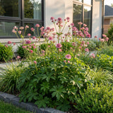 Grande astrance - Astrantia major - H 15-25 cm, pot Ø11 cm - photo 6