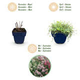 Thyms couvre-sol en mélange de coloris - Thymus praecox - H 15-25 cm, pot Ø11 cm - photo 4