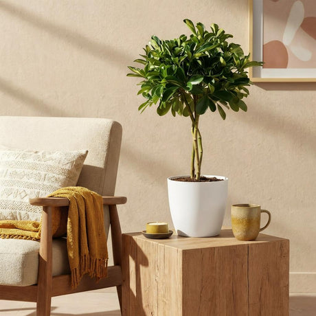 Green boutiQ - Kamerplanten - Schefflera Gold Capelle - Vingerboom - Weinig onderhoud - Groen - goud - 1 Plant - met Potter Grijs - Pot 21cm - Hoogte 70-80cm