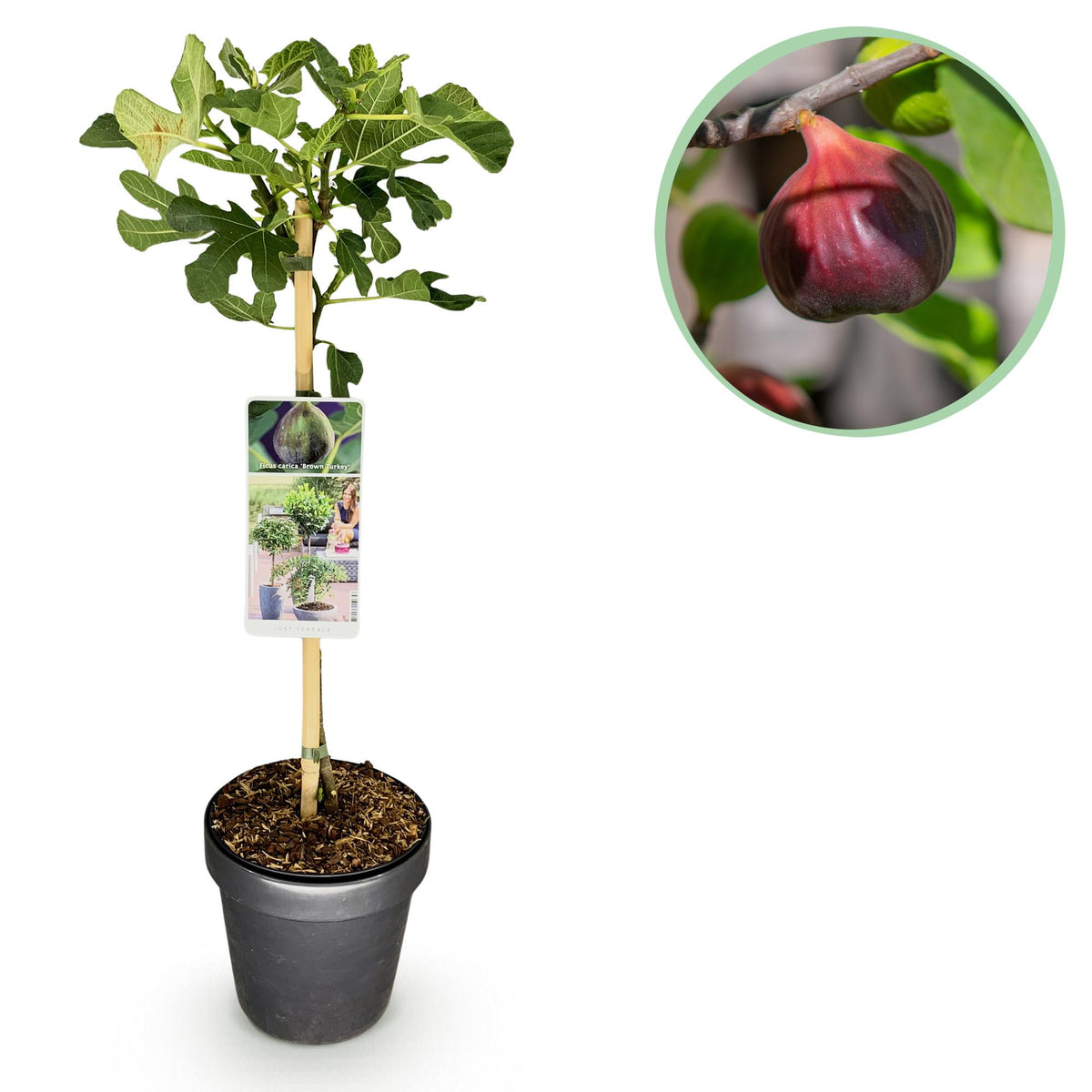 Green boutiQ - Tuinplant - Ficus carica Brown Turkey - Plant op stam - Terras Plant - Bladverliezend - Weinig Onderhoud - Pot 19cm Hoogte 90cm