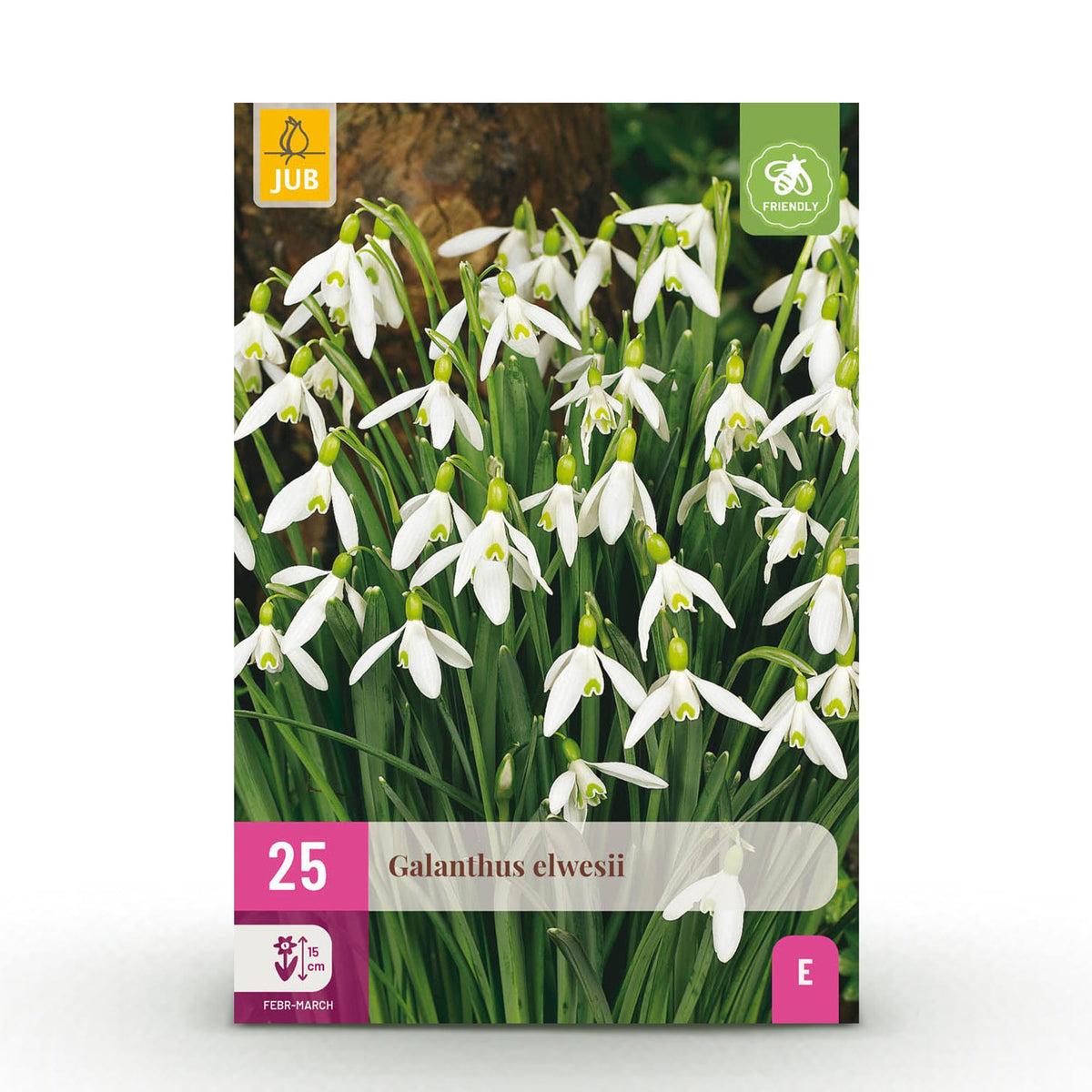 Green boutiQ - Bloembollen - Galanthus Elwesii - Kleur Wit - 25 stuks - Bolmaat 5/6 - XXL Pack