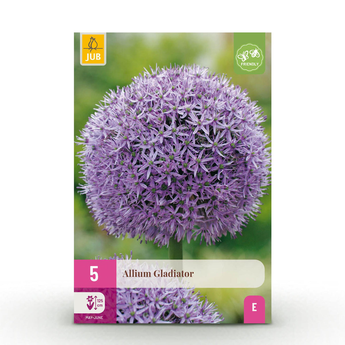 Green boutiQ - Bloembollen - Allium Gladiator - Kleur Paars - 5 stuks - Bolmaat 16/18 - XXL Pack