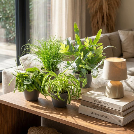Green boutiQ - Kamerplant - Chlorophytum - Cyperus - Phlebodium - Marantha - Mix van 4 - Huisdiervriendelijke Planten - Groen - 4 Planten - met Mand - Pot 12cm - Hoogte 25cm
