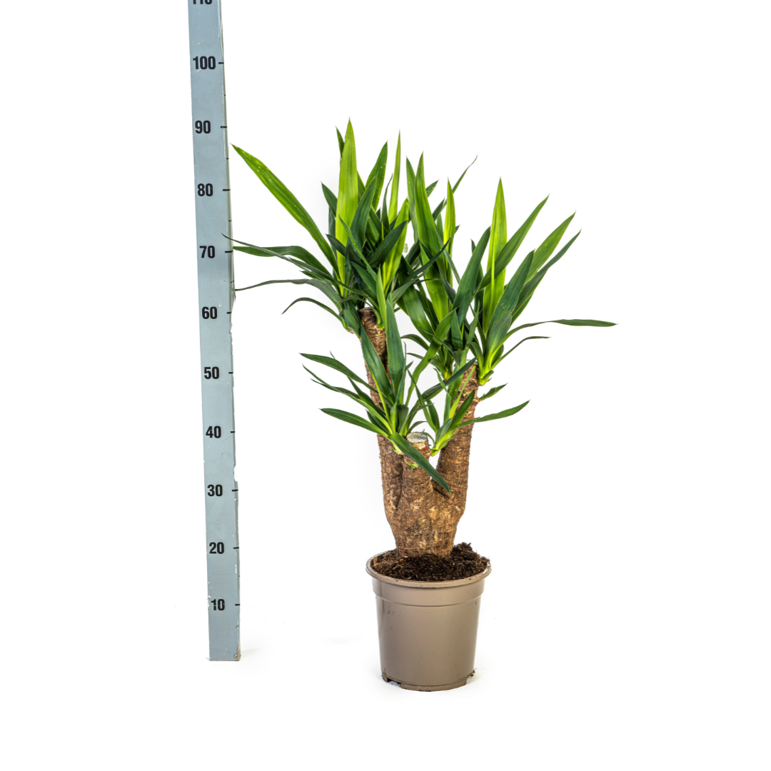 Yucca Elephantipes Vertakt Ø21cm - ↕60 - 70cm