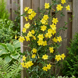 Jasmin d'hiver - Jasminum nudiflorum - lot de 4 plants - pot Ø9 cm