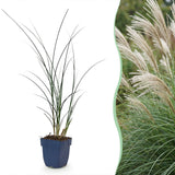 Eulalie Gracillimus - Miscanthus sinensis - H 15-25 cm, pot Ø11 cm