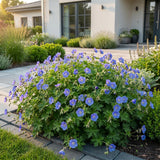 Géranium vivace Johnson's Blue - H 15-25 cm, pot Ø11 cm - photo 6
