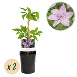 Clématite Hagley Hybrid - Clématite rose nacré - H 35 cm, pot Ø9 cm