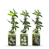 Passiflores tricolores - lot de 12 plants - pot Ø9 cm