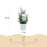 Green boutiQ - Terrasplant - Eucalyptus boom - Eucalyptus gunni  - Grijs - 2 Planten - Winterhard - Pot 17cm Hoogte 40cm