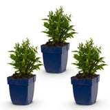 Aster nain blanc Schneekissen - H 15-25 cm, pot Ø11 cm