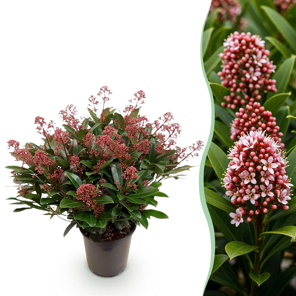 1x - Terrasplant - Skimmia japonica Rubella - Bloem Rood - 40+ Bloemen - 1 Plant - Winterhard - Pot 19cm Hoogte 60cm