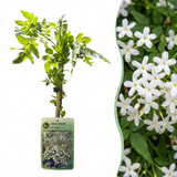 Jasmin officinal - Jasminum officinale - H 35 cm, pot Ø9 cm