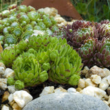 Green boutiQ - Bodembedekker - Winterhard -Sempervivum Big Sam - 4 Planten - Diversen kleuren - Weinig Onderhoud - Pot 14 Hoogte 17