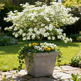 Green boutiQ - Tuinplant - Cornus Florida - Bloem Wit-Roze - 1 Plant - Bladverliezend - Weinig Onderhoud - Pot 12cm Hoogte 35cm