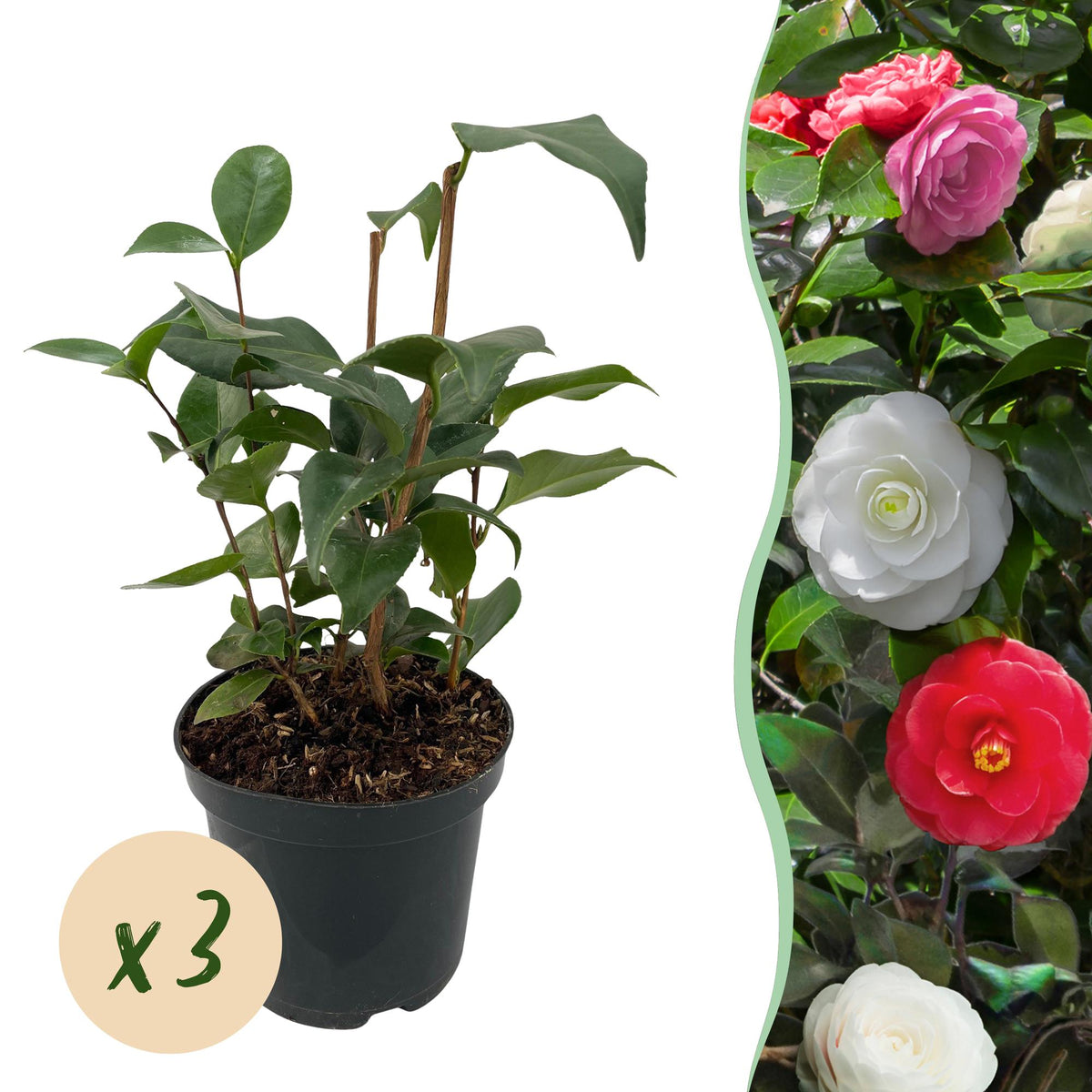 Green boutiQ - Heesters - Camelia japonica Tricolour - Bloem Roze, Wit en Rood - 3 Planten - 1 m2 - Groenblijvend - Pot 15cm Hoogte 30cm