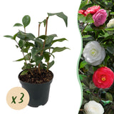 Green boutiQ - Heesters - Camelia japonica Tricolour - Bloem Roze, Wit en Rood - 3 Planten - 1 m2 - Groenblijvend - Pot 15cm Hoogte 30cm