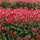 Green boutiQ - Haagplanten - Photinia fraseri Carre Rouge - groen rood  - 6 planten - 1 strekkende meter - groenblijvend - pot 17cm hoogte 55cm