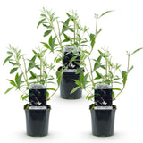 Green boutiQ - Havetplante - Buddleja davidii Black Night - Sommerfuglebusk - Vinterhård - Lilla - 3 Planter - Potte 17cm - Højde 45cm