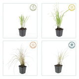 Calamagrostis Karl Foerster en godet - Calamagrostis x acutiflora - H 10-25 cm, pot Ø9 cm - photo 5