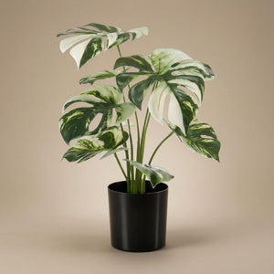 Monstera variegata artificiel h40cm pot inclus
