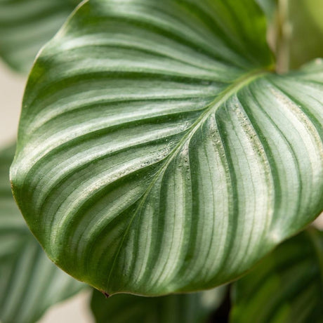 Green boutiQ - Kamerplant - Pauwenplant - Calathea Orbifolia - Groen - Weinig onderhoud - 1 Plant - Pot 21cm - Hoogte 60 - 70cm