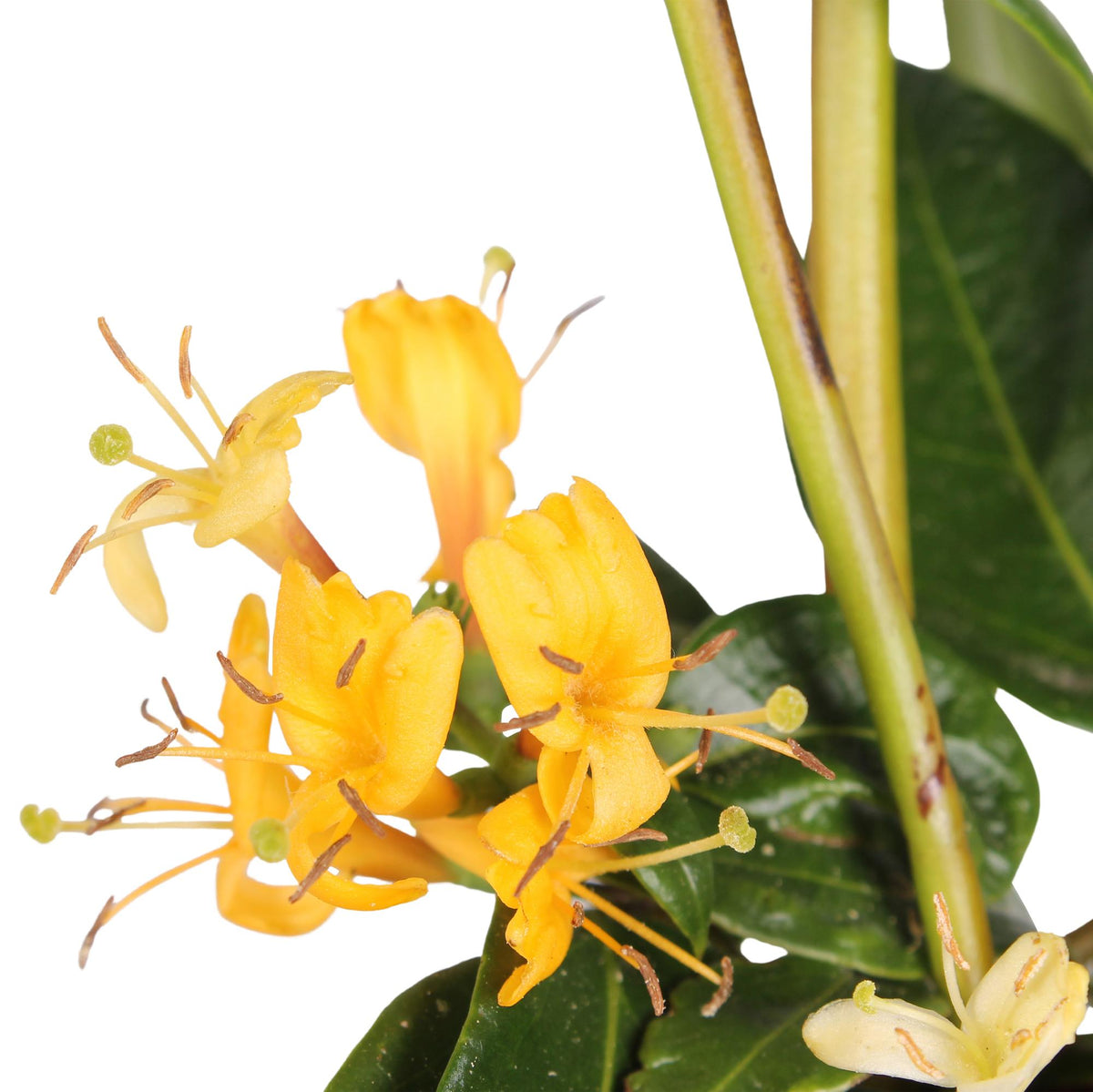 Chèvrefeuille de Henry - Lonicera henryi - H 65 cm, pot Ø15 cm - photo 4