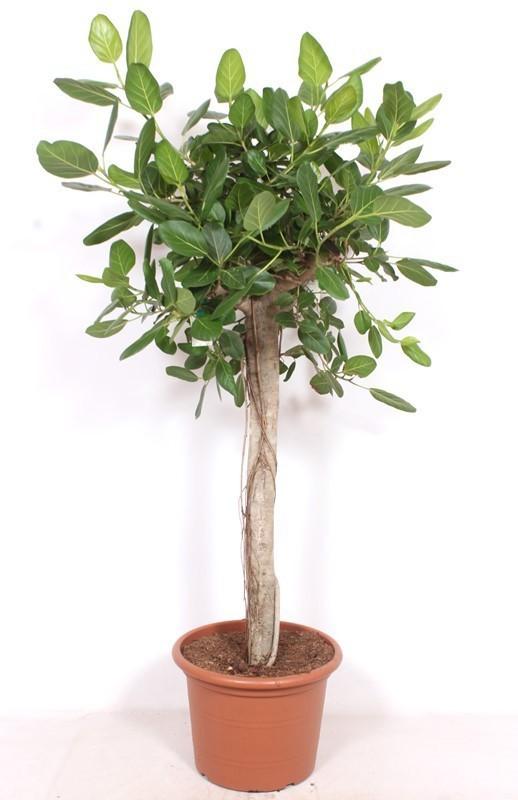 ficus Benghalensis boom de luxe - 200cm