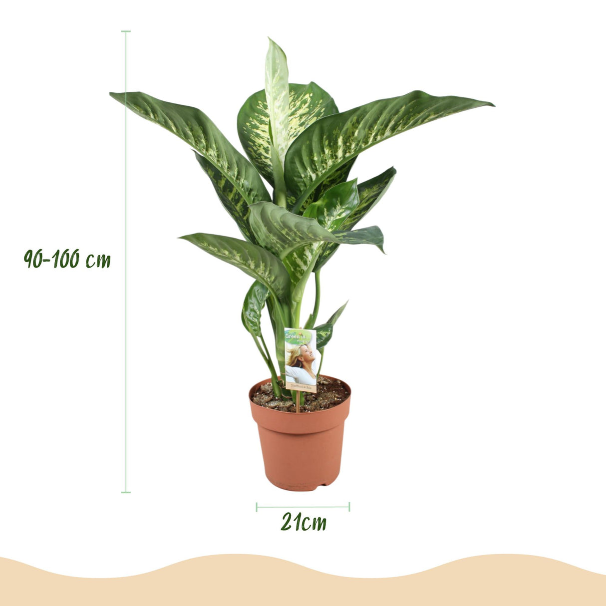 Green BoutiQ - Kamerplanten - Diefenbachia Tropic Snow - Dieffenbachia - Weinig onderhoud - Groen - 1 Plant - met Potter Grijs - Pot 21cm - Hoogte 90-100cm