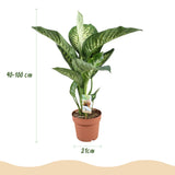 Green BoutiQ - Kamerplanten - Diefenbachia Tropic Snow - Dieffenbachia - Weinig onderhoud - Groen - 1 Plant - met Potter Grijs - Pot 21cm - Hoogte 90-100cm