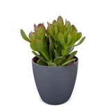 Crassula ovata avec cache-pot gris - Arbre de jade