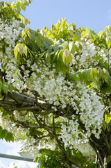 2x Wisteria floribunda 'Longissima Alba' - ↨65cm - Ø15