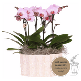 Orchidées Phalaenopsis roses Mineral Antwerpen - bouquet de 3 en coupe Oyster - pot Ø9 cm