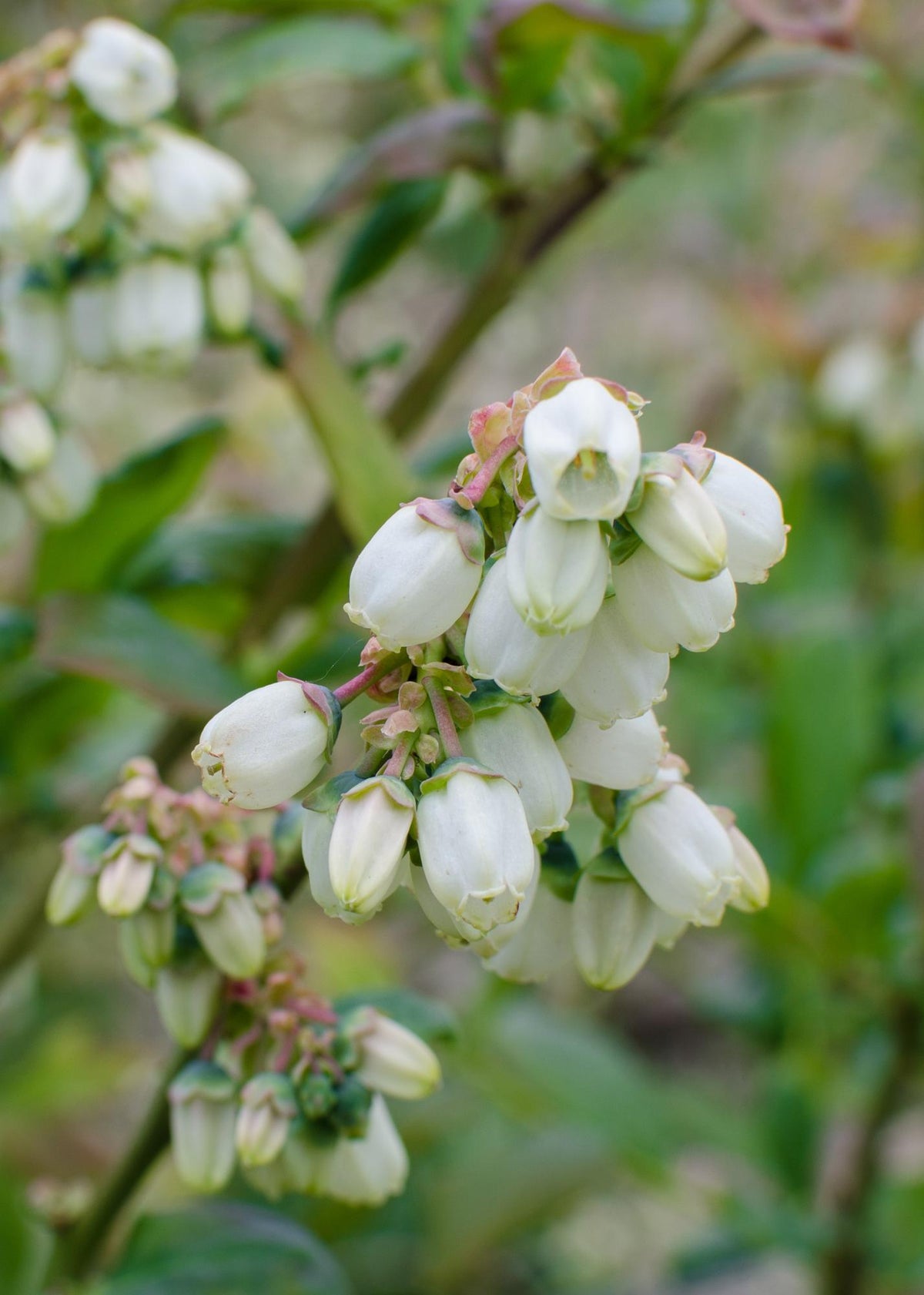 5x - Vaccinium corymbosum 'Reka' - ↨45cm - Ø13