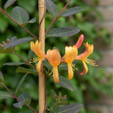 Chèvrefeuille de Tellmann - Lonicera × tellmanniana - H 35 cm, pot Ø9 cm - photo 3