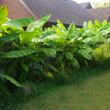 Green boutiQ - Fruitplant - Bananen plant - Musa Basjoo - Winterhard - 6 planten - Pot 12cm Hoogte 30cm