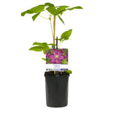 Green boutiQ - Klimplant - Clematis Ville de Lyon - Bloem Roze - Weinig onderhoud -2 planten -  Pot 11cm Hoogte 40cm