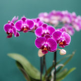 Orchidées Phalaenopsis violettes Mineral Morelia - bouquet de 3 en coupe Oyster - pot Ø9 cm