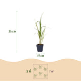 Molinie Karl Foerster - Molinia arundinacea - H 15-25 cm, pot Ø11 cm - photo 3