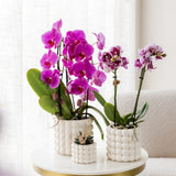 Orchidée Phalaenopsis violette Niagara Fall Free Ride - pot Ø12 cm