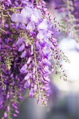 Wisteria floribunda 'Naga Noda' - Paarse regen - Ø15cm - ↕65cm