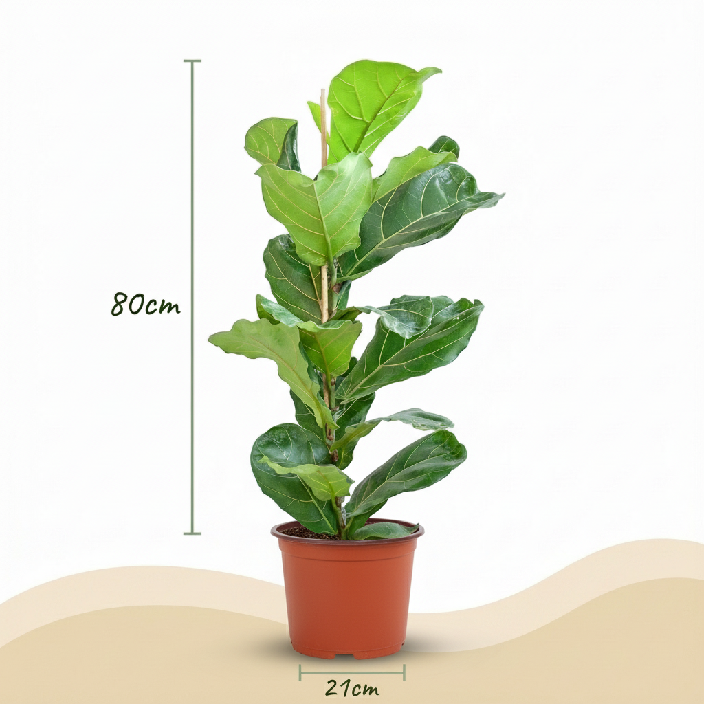 Green boutiQ - Kamerplant - Vioolbladplant - ficus Lyrata - Groen - Weinig onderhoud - 1 Plant - Pot 21cm - Hoogte 75 - 85cm