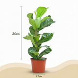 Green boutiQ - Kamerplant - Vioolbladplant - ficus Lyrata - Groen - Weinig onderhoud - 1 Plant - Pot 21cm - Hoogte 75 - 85cm