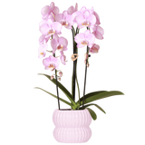 Orchidée Phalaenopsis rose Niagara Fall Xanion avec cache-pot Horizon rose clair
